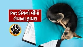 તમારા Dog માટે પણ પોલિસી લેવી કેમ જરૂરી ? જાણો