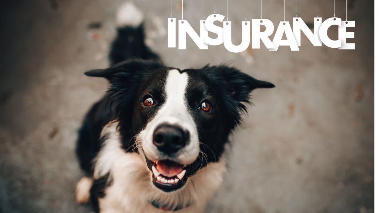 યોગ્ય પ્લાન પસંદ કરવામાં આવે તો DOG વીમો નાણાકીય સુરક્ષા અને માનસિક શાંતિ બંને આપે છે. પાલતુના સ્વાસ્થ્યની સુરક્ષાના દ્રષ્ટિકોણે આ ભવિષ્યપ્રૂફ અને સમજદારીભરેલો નિર્ણય ગણાય છે. DOG વીમો નવા અને અનુભવી બંને પાલતુ માલિકો માટે જરૂરી અને લાભદાયક રોકાણ છે.