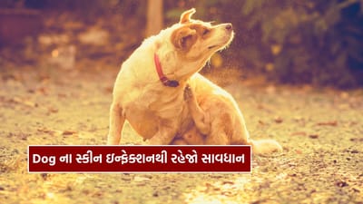 પાલતુ શ્વાનને થયેલું સ્કીન ઇન્ફેક્શન, માણસોમાં પણ ફેલાઈ શકે છે, જાણો Pet Dog ને કેવી રીતે સુરક્ષિત રાખવા ?