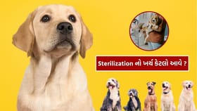 Dog ની નસબંધીનો ખર્ચ કેટલો આવશે?