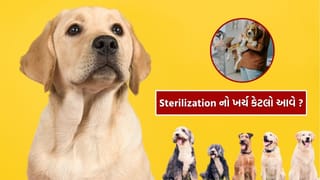 Dog ની નસબંધીનો ખર્ચ કેટલો આવશે? સર્જરી સહિતનો ખર્ચ તમે નહીં જાણતા હોવ…