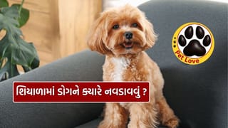 શિયાળામાં તમારા Pet Dog ને ઠંડીથી સુરક્ષિત રાખવા જરૂરી ટીપ્સ, જાણી લો
