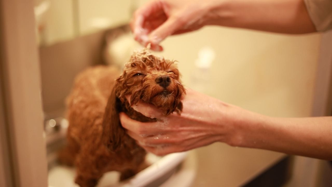 Dog Winter Care Protect Your Pet from Cold and Illness (3)