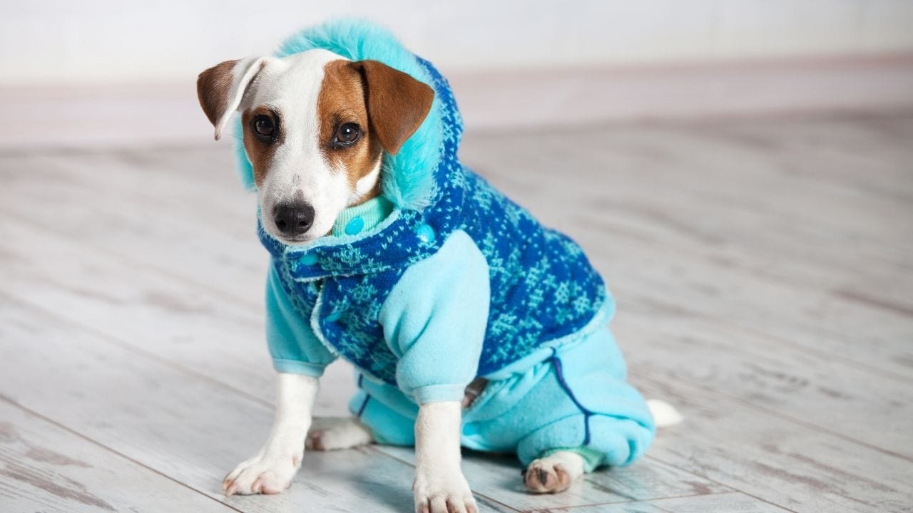 Dog Winter Care Protect Your Pet from Cold and Illness (5)