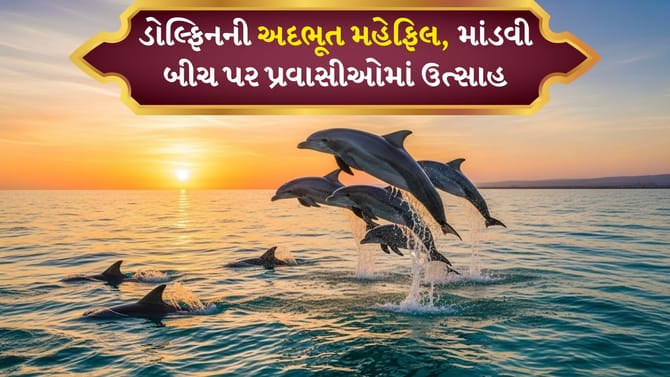 માંડવી બીચ પર ડોલ્ફિનનું આ આગમન, પ્રવાસીઓએ દ્રશ્યો કેમેરામાં કર્યા કેદ