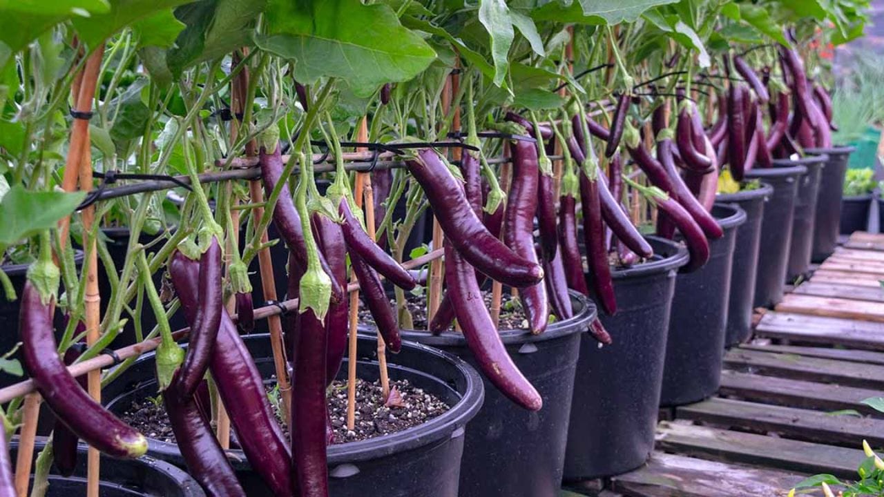 Eggplant Plant in pot (1)