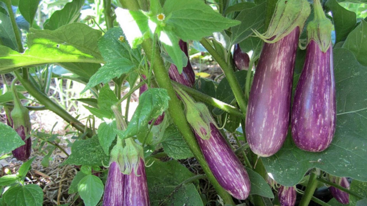 Eggplant Plant in pot (2)