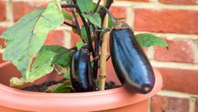 તમારા ઘરે રીંગણના છોડ પર ફૂલો નથી આવતા, અપનાવો આ ટિપ્સ