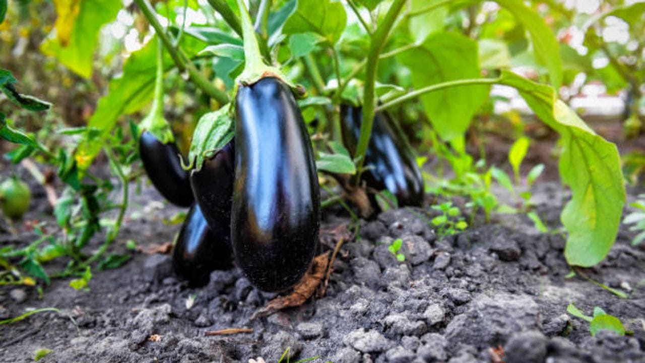 Eggplant Plant in pot (5)