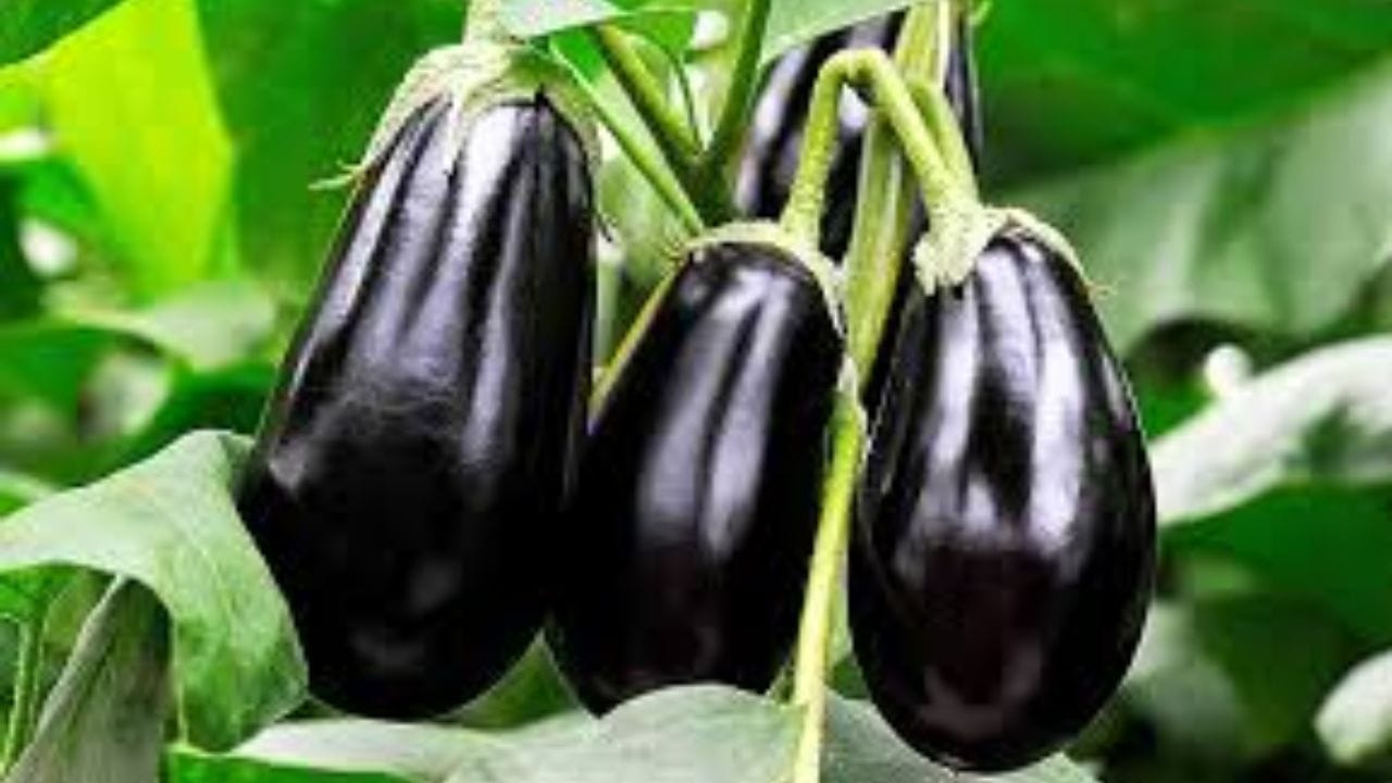 Eggplant Plant in pot (6)