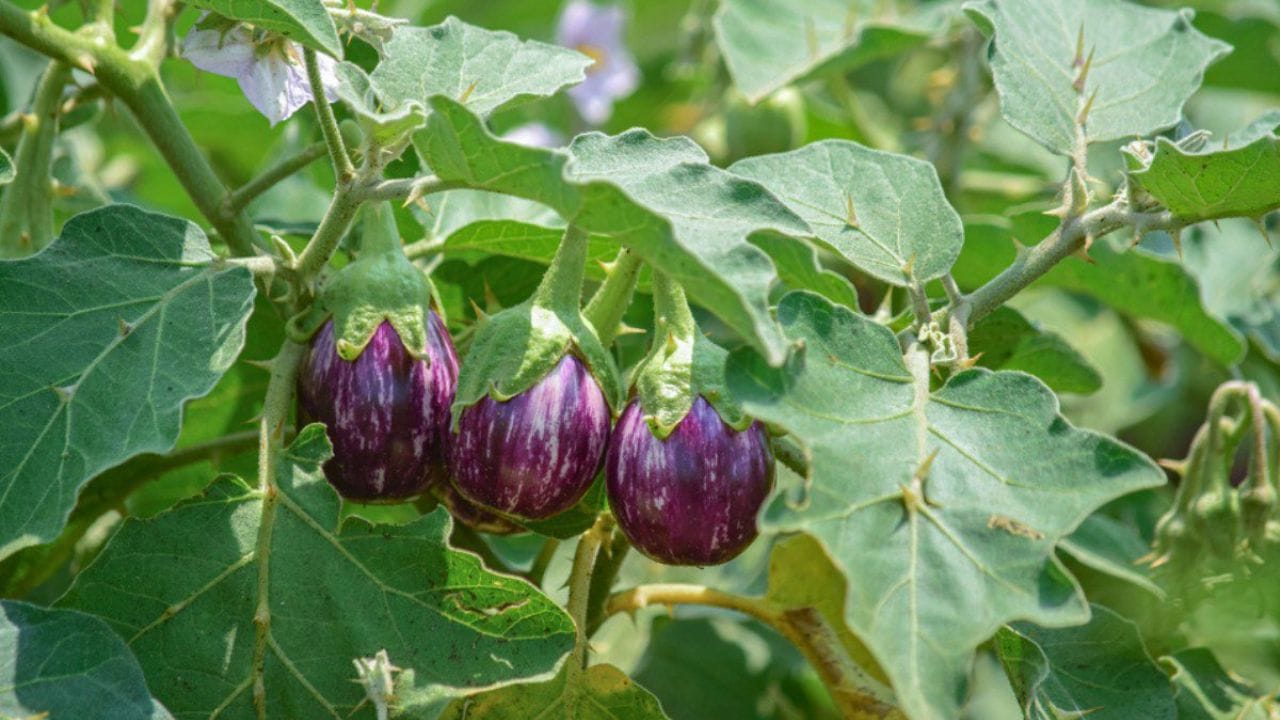 Eggplant Plant in pot (7)
