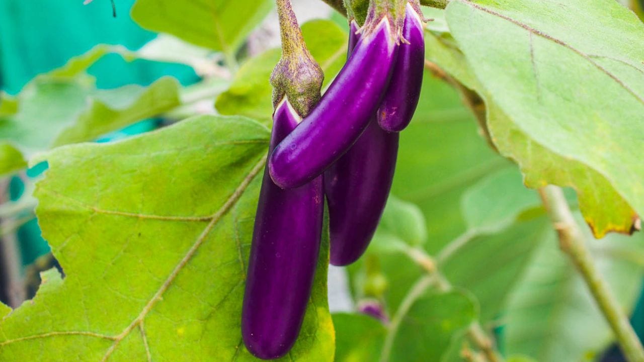 Eggplant Plant in pot (8)