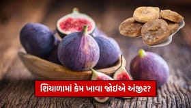 શિયાળામાં કેમ ખાવા જોઈએ અંજીર? જાણો વિજ્ઞાન અને આયુર્વેદ શું કહે છે