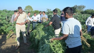 Mahisagar : બાલાસિનોર પંથકમાંથી ઝડપાયો 2.37 કરોડનો ગાંજો, એરંડાની આડમાં ગાંજાનું વાવેતર કરનાર આરોપીની કરી ધરપકડ