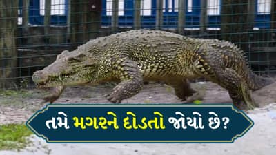 શું તમે ક્યારેય કોઈ વિશાળ મગરને દોડતો જોયો છે ? Video જોઈને લોકોએ કહ્યું- બીક લાગે એવી ચીજ છે આ