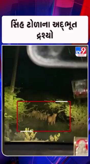 9 સિંહની લટાર કેમેરામાં કેદ
