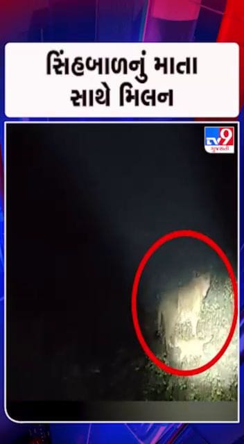 સિંહણ તેના બચ્ચાને ગામમાં મૂકી ગયેલી