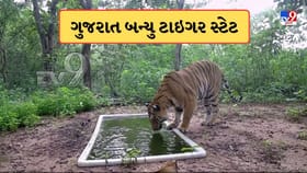 33 વર્ષ બાદ ગુજરાત ફરી એકવાર બન્યુ ટાઇગર સ્ટેટ