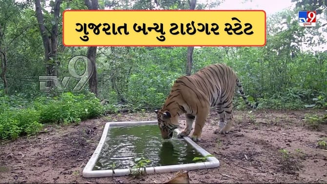 33 વર્ષ બાદ ગુજરાત ફરી એકવાર બન્યુ ટાઇગર સ્ટેટ