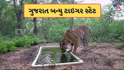 Breaking News : 33 વર્ષ બાદ ગુજરાત ફરી એકવાર બન્યુ ટાઇગર સ્ટેટ, NTCAએ કરી જાહેરાત, રતનમહાલના જંગલોમાં 9 માસથી સ્થાયી થયો છે વાઘ