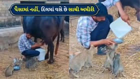 બિલાડીઓને દૂધ પીવડાવતું દૃશ્ય, લોકો વખાણ કર્યા વિના રહી ન શક્યા
