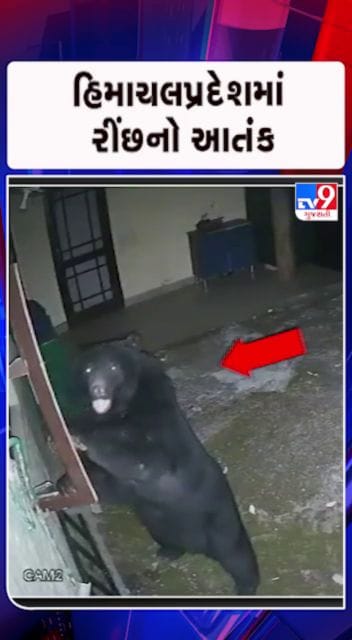 રીંછની હાજરીથી સ્થાનિકોમાં ફફડાટ