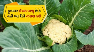 Tips and Tricks: ફૂલાવર ખરીદતા પહેલા તપાસો કે તેમાં ઈયળ છે કે નહીં, આ રીતે તપાસ કરીને ખરીદો