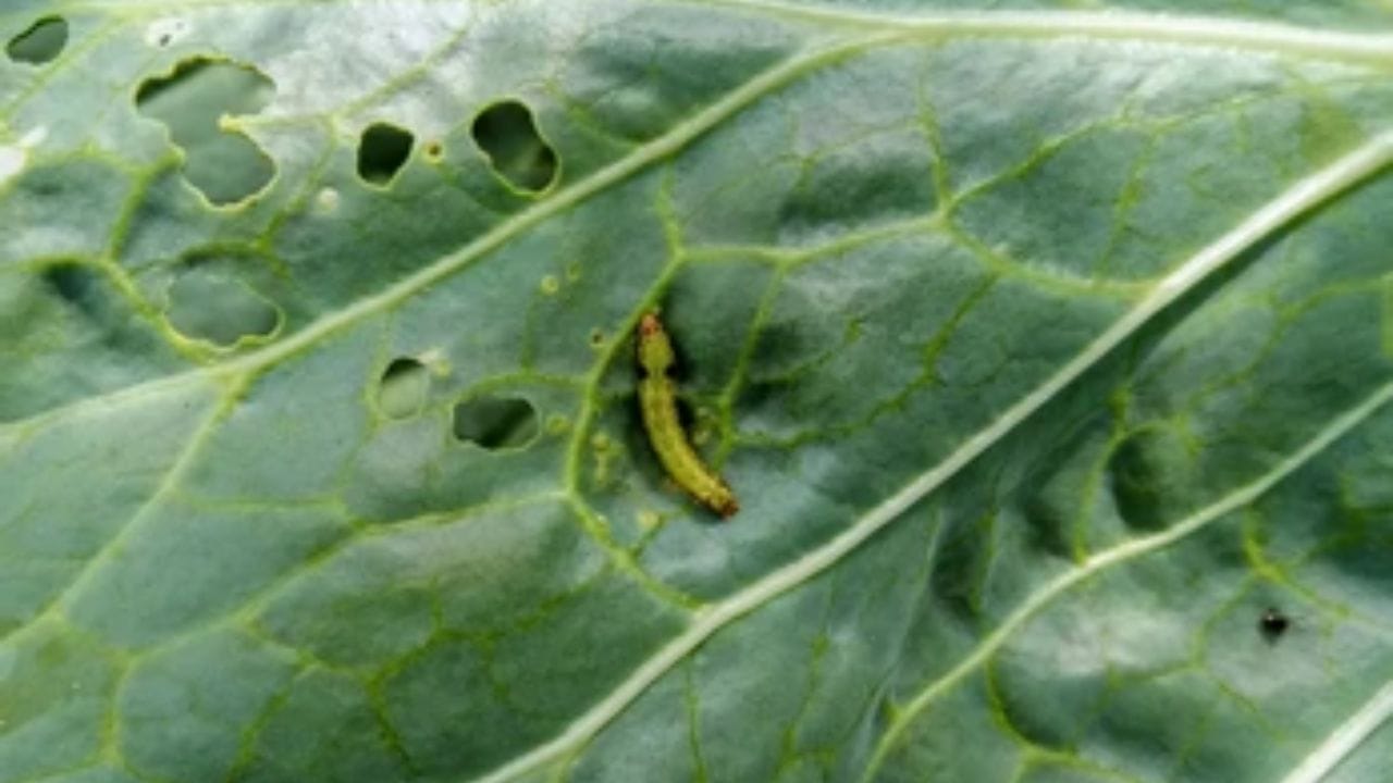 વજન અને ગંધ પણ ઓળખવી મહત્વપૂર્ણ છે: સારી ફૂલાવરને હાથ ધરતી વખતે તેના કદ માટે ભારે લાગે છે. ખરાબ ફૂલાવર ઘણીવાર અંદરથી સૂકું હોય છે અથવા જંતુઓ દ્વારા ખાઈ જાય છે. તાજું ફૂલાવરમાં કોઈ નોંધપાત્ર ગંધ હોતી નથી. જો તમને સહેજ પણ દુર્ગંધ દેખાય તો તેને ખરીદશો નહીં.