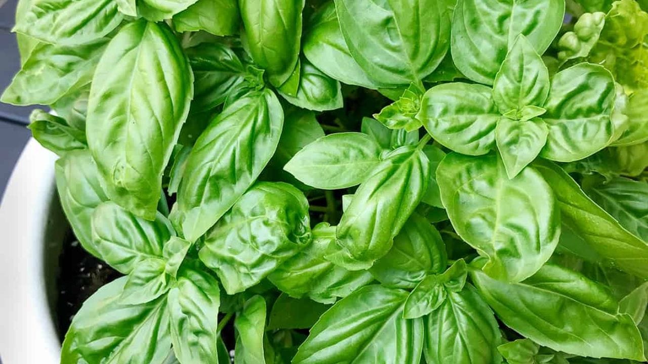 તુલસીના પાન કેમ ન ચાવવા?: ધાર્મિક કારણો: પુરાણોમાં તુલસીને દેવી અને માતા માનવામાં આવે છે. તેથી આ છોડને પવિત્ર અને પૂજનીય માનવામાં આવે છે. તુલસીના પાન દાંતથી ચાવવા એ અપમાનજનક માનવામાં આવે છે. એવું માનવામાં આવે છે કે દેવી લક્ષ્મી દરેક તુલસીના પાનમાં વાસ કરે છે. આ જ કારણ છે કે તૂટેલા તુલસીના પાન ક્યારેય પૂજામાં ચઢાવવામાં આવતા નથી.