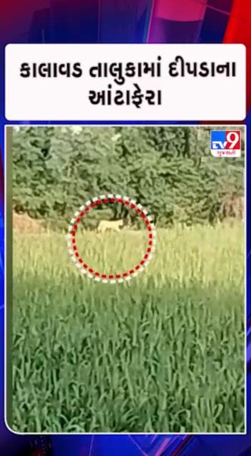 દીપડાની લટાર.. સ્થાનિકોમાં ફફડાટ..