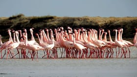 ગુજરાતની ઇકોલોજીકલ શ્રેષ્ઠતા તરીકે ઉભરી આવશે ખીજડિયા પક્ષી અભયારણ્ય