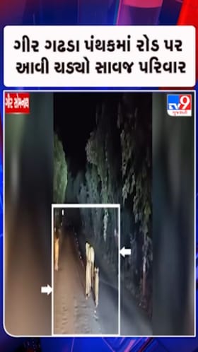 ગીર- સોમનાથ: જામવાળા-ભાખા રોડ પર સિંહનો પરિવાર લટાર મારતો દેખાયો