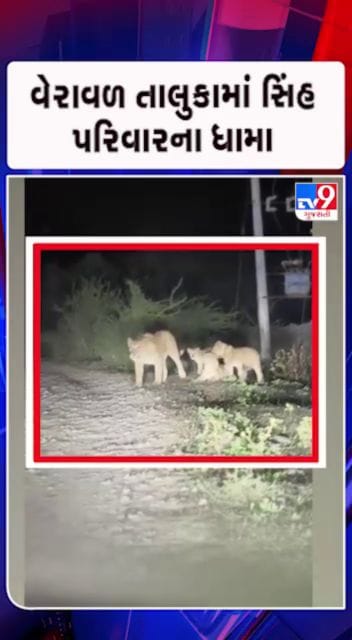 સોશિયલ મીડિયા પર સિંહ ટોળાનો વીડિયો થયો વાયરલ