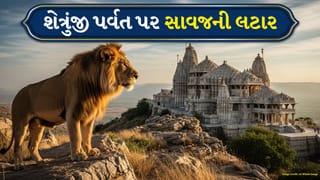 Bhavnagar :  પાલીતાણાના શેત્રુંજી પર્વત પર ફરી વનરાજાની લટાર, યાત્રિકોમાં ફફડાટ, જુઓ Video