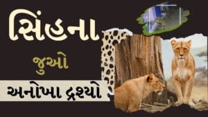 Amreli : શ્વાનના બચ્ચાને રમાડતા નજરે પડ્યો સિંહ, જુઓ અનોખા દ્રશ્યો