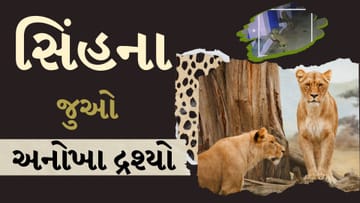 Amreli : શ્વાનના બચ્ચાને રમાડતા નજરે પડ્યો સિંહ, જુઓ અનોખા દ્રશ્યો