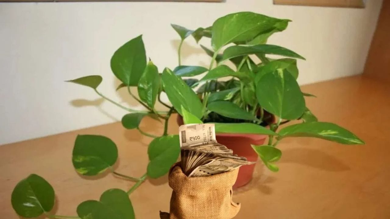 વાસ્તુ શાસ્ત્ર અને જ્યોતિષમાં મની પ્લાન્ટને ખૂબ જ શુભ છોડ માનવામાં આવે છે, અને તેને ઘરમાં લગાવવાથી સંપત્તિ અને સમૃદ્ધિ આવે છે. જ્યોતિષશાસ્ત્રમાં જણાવાયું છે કે આ છોડમાં રુપિયાનો કે કોઈ પણ સિક્કો મૂકવાથી તેની સકારાત્મક અસરો અનેકગણી વધી શકે છે. તો ચાલો જાણીએ મની પ્લાનમાં સિક્કો મુકવાથી શું લાભ થાય છે. (Image Credit-Whisk)