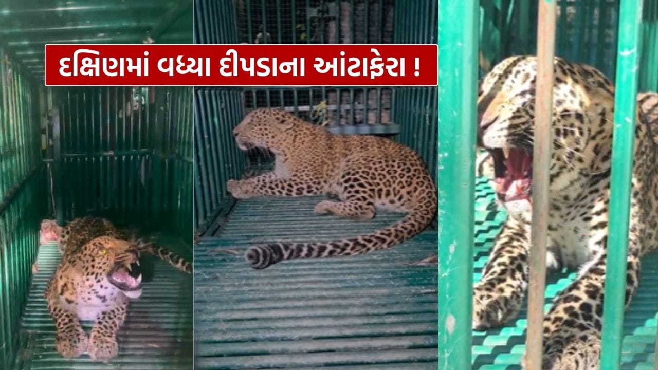 નવસારી જિલ્લાના પૂર્વ પટ્ટી વિસ્તારમાં આવેલા ગ્રામ્ય વિસ્તારોમાં દિપડાઓના દેખાવની ઘટનાઓમાં સતત વધારો નોંધાઈ રહ્યો છે. દક્ષિણ ગુજરાતના ખેડૂતો દ્વારા શેરડીના પાકની ખેતી થવા કારણે આ વિસ્તારો દિપડાઓ માટે ઉત્તમ સ્થળ બની રહ્યા છે. શેરડીના ખેતરો દિપડાઓના મિલન, સવવન અને પ્રજનન માટે તેમજ બાળકોના જન્મ અને ઉછેર માટે મહત્વપૂર્ણ આવાસસ્થળ બની રહ્યા છે.
