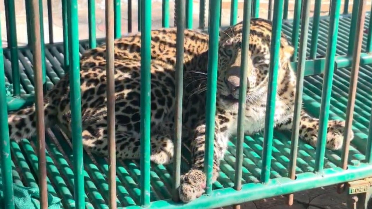 નવસારીના કુંભાર ફળિયા ગામમાં વારંવાર દિપડાઓ જોવા મળ્યા અને કેટલાક દિપડાઓ મરઘા મારવાની ઘટનાઓમાં સંકળાયેલા હોવાનું ગ્રામજનો દ્વારા સરપંચને જાણ કરવામાં આવી હતી. આ પરિસ્થિતિને ધ્યાનમાં લઈને સરપંચે સામાજિક વનવિભાગ, નવસારી (સુપા રેન્જ)ને માહિતી આપી હતી.