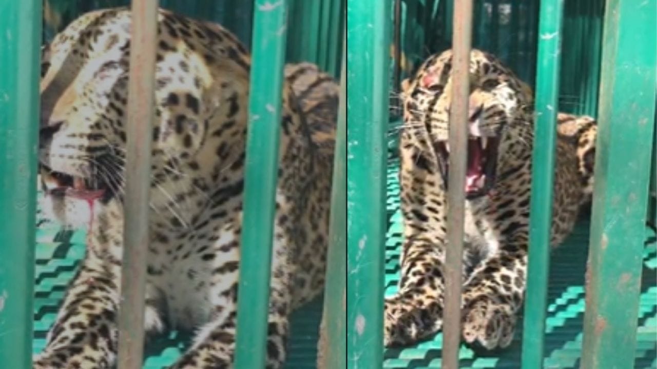 વનવિભાગે કુંભાર ફળિયા ગામમાં દિપડાને પકડવા માટે પાંજરા ગોઠવ્યા. વહેલી સવારે શિકાર શોધમાં આવેલ એક નર દિપડો આશરે ત્રણ વર્ષનો પાંજરમાં પુરાયો. બાદમાં વનવિભાગે તેનું કબજો લઈને જરૂરી કાર્યવાહી હાથ ધરી.