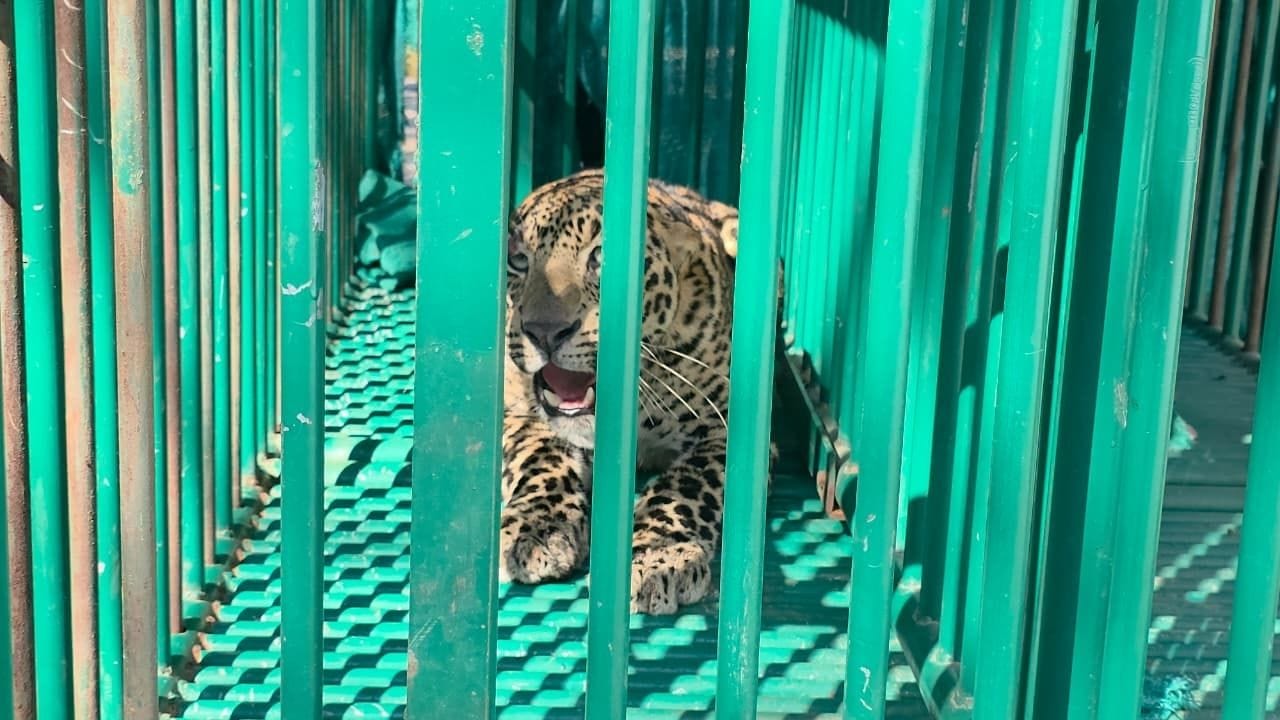 દિપડાઓની સ્થિતિને ધ્યાનમાં રાખીને વનવિભાગે બીજા બે પાંજરા ગોઠવ્યા. એક પાંજરૂ ભૂખલ ફળિયા ગામના હરેન્દ્રભાઈ ખંડુભાઈ પટેલના ઘરની નજીક અને બીજું પાંજરૂ આશરે 200 મીટર દૂર ગોઠવ્યું. રાત્રે, આ પાંજરામાં એક બીજો નર દિપડો આશરે ત્રણ વર્ષનો પાંજરમાં પુરાયો, જેનો કબજો વનવિભાગે લીધો.