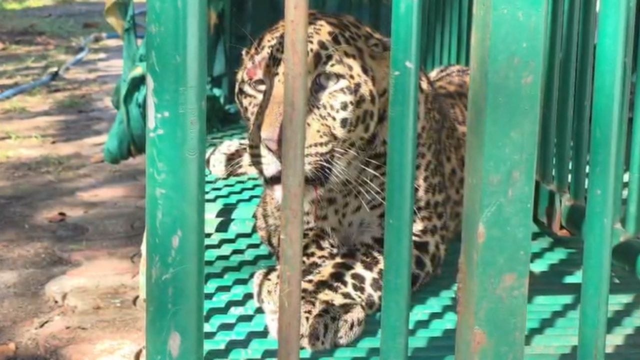 વનવિભાગે ગોઠવેલ ત્રીજા પાંજરામાં આશરે દોઢથી બે કલાક પછી વધુ એક દિપડી પાંજરમાં પુરાઈ.. પ્રાથમિક તપાસમાં જાણવા મળ્યું કે આ દિપડી આશરે ચાર વર્ષની છે.