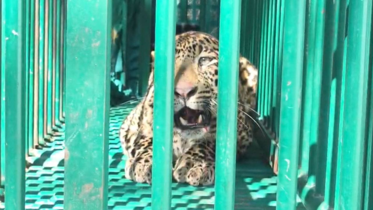 કુંભાર ફળિયા ગામમાં એક જ દિવસમાં, આશરે 20 કલાકની અંદર, બે નર દિપડાઓ અને એક માદા દિપડી પાંજરમાં પુરી ગઇ. વનવિભાગે તમામ દિપડાઓનો કબજો લઈ જરૂરી ડોક્ટરી તપાસ કરાવી, અને તેમને સુરક્ષિત રીતે જંગલમાં મુક્ત કરવા માટે કાર્યવાહી હાથ ધરી છે. (નોંધ : અહીં પકડાયેલા 3 દીપડાની તસવીરો રેન્ડમ રીતે આપની જાણકારી માટે આપવામાં આવી છે.)