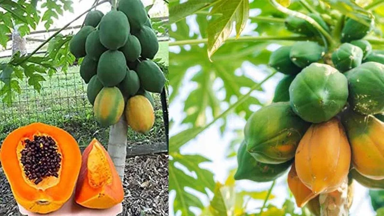 ત્વચા અને આંખો માટે - તે વિટામિન A થી ભરપૂર માત્રામાં હોય છે, જે શિયાળા દરમિયાન સ્વસ્થ ત્વચા અને આંખોનું તેજ જાળવવામાં મદદ કરે છે.