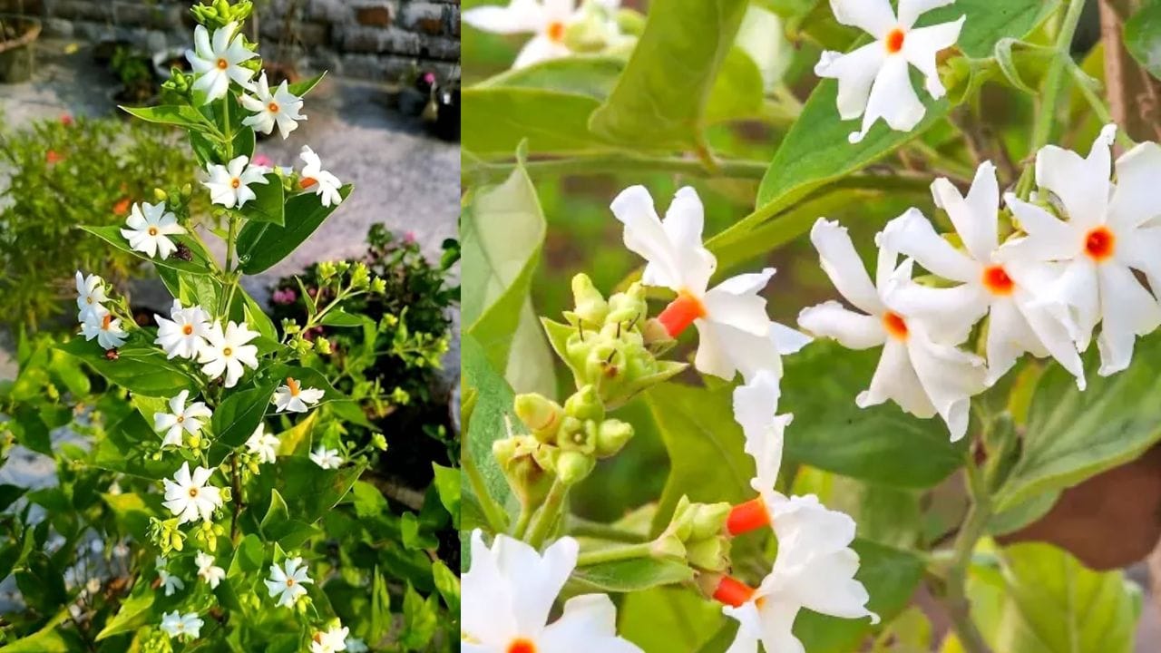 વાસ્તુશાસ્ત્ર અનુસાર, ઘરના ઉત્તર-પૂર્વ ખૂણામાં પારિજાતનો છોડ લગાવવો સૌથી શુભ માનવામાં આવે છે. આ દિશાને દેવતાઓની દિશા માનવામાં આવે છે, અને અહીં છોડ લગાવવાથી ઘરમાં સુખ, શાંતિ અને સમૃદ્ધિ આવે છે. તમે આ છોડ ઉત્તર દિશામાં પણ લગાવી શકો છો. એવું માનવામાં આવે છે કે આ દિશામાં પારિજાત લગાવવાથી ઘરમાંથી નકારાત્મક ઉર્જાનો નાશ થાય છે અને સકારાત્મકતા વધે છે. ઘરના દક્ષિણ-પશ્ચિમ ખૂણામાં છોડ ન લગાવવાનું ધ્યાન રાખો, કારણ કે વાસ્તુ અનુસાર, આ દિશા સ્થિરતા દર્શાવે છે, અને અહીં છોડ લગાવવાથી પ્રગતિમાં અવરોધ આવી શકે છે.