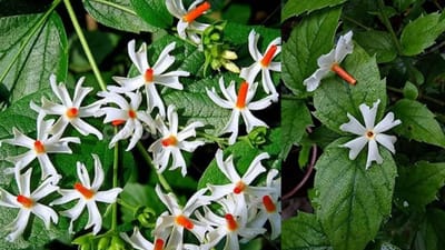 પારિજાતનો છોડ હિન્દુ ધર્મમાં વિશેષ મહત્વ ધરાવે છે. આ છોડ પર ખીલેલા સફેદ રંગના ફૂલો અત્યંત સુંદર દેખાય છે, જે શાસ્ત્રોમાં ઘર માટે ખૂબ જ શુભ માનવામાં આવે છે. પારિજાતને હરસિંગર અને રાત કી રાની તરીકે પણ ઓળખવામાં આવે છે. નારંગી રંગના વચ્ચે ટપકા વાળા આ સફેદ ફૂલો મોડી સાંજે ખીલે છે, તેમની સુગંધ આસપાસના વાતાવરણને સમૃદ્ધ બનાવે છે અને ઘરમાં સકારાત્મકતા ફેલાવે છે. પારિજાતના ફૂલો દેવી લક્ષ્મીને પ્રિય માનવામાં આવે છે.