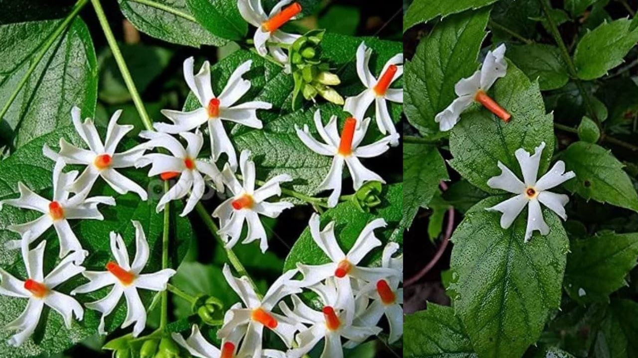 પારિજાતનો છોડ હિન્દુ ધર્મમાં વિશેષ મહત્વ ધરાવે છે. આ છોડ પર ખીલેલા સફેદ રંગના ફૂલો અત્યંત સુંદર દેખાય છે, જે શાસ્ત્રોમાં ઘર માટે ખૂબ જ શુભ માનવામાં આવે છે. પારિજાતને હરસિંગર અને રાત કી રાની તરીકે પણ ઓળખવામાં આવે છે. નારંગી રંગના વચ્ચે ટપકા વાળા આ સફેદ ફૂલો મોડી સાંજે ખીલે છે, તેમની સુગંધ આસપાસના વાતાવરણને સમૃદ્ધ બનાવે છે અને ઘરમાં સકારાત્મકતા ફેલાવે છે. પારિજાતના ફૂલો દેવી લક્ષ્મીને પ્રિય માનવામાં આવે છે.