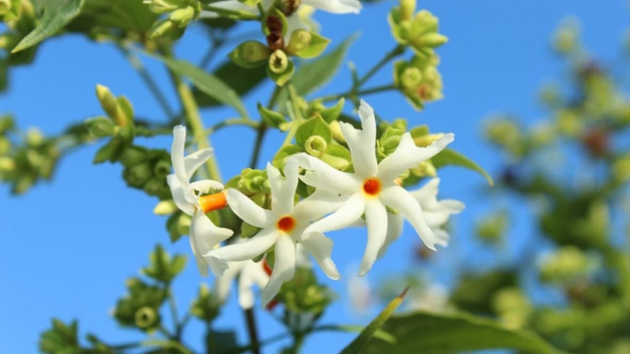 ધન અને સમૃદ્ધિ પ્રાપ્ત કરવી: પારિજાત છોડ ઘરમાં ધન અને સમૃદ્ધિ લાવે છે તેવું માનવામાં આવે છે. ધાર્મિક માન્યતા અનુસાર, જ્યારે ઘરમાં પારિજાત છોડ લગાવવામાં આવે છે, ત્યારે દેવી લક્ષ્મી પ્રસન્ન થાય છે, અને ઘરમાં ધન અને સમૃદ્ધિ વધે છે. તેની આસપાસની ઉર્જા સકારાત્મક રહે છે, જે પરિવારના સભ્યોને વ્યવસાય અને નાણાકીય બાબતોમાં લાભ આપે છે.