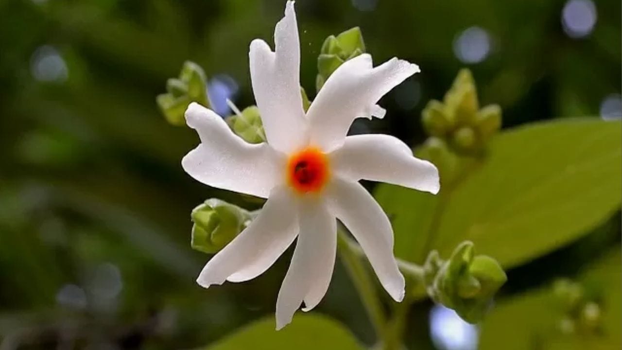 પૂજામાં મહત્વ: પારિજાતના ફૂલો માત્ર સુંદર જ નથી પણ પૂજામાં પણ અત્યંત શુભ માનવામાં આવે છે. આ ફૂલોથી દેવી-દેવતાઓની પૂજા કરવાથી વિશેષ આશીર્વાદ મળે છે. પારિજાતના ફૂલો ભગવાન વિષ્ણુ અને દેવી લક્ષ્મીને પ્રિય છે. તેથી, તેનો ઉપયોગ ખાસ કરીને પૂજા અને હવનમાં કરવામાં આવે છે, જેનાથી ઘરમાં આધ્યાત્મિક ઉર્જા અને દિવ્યતા જળવાઈ રહે છે.