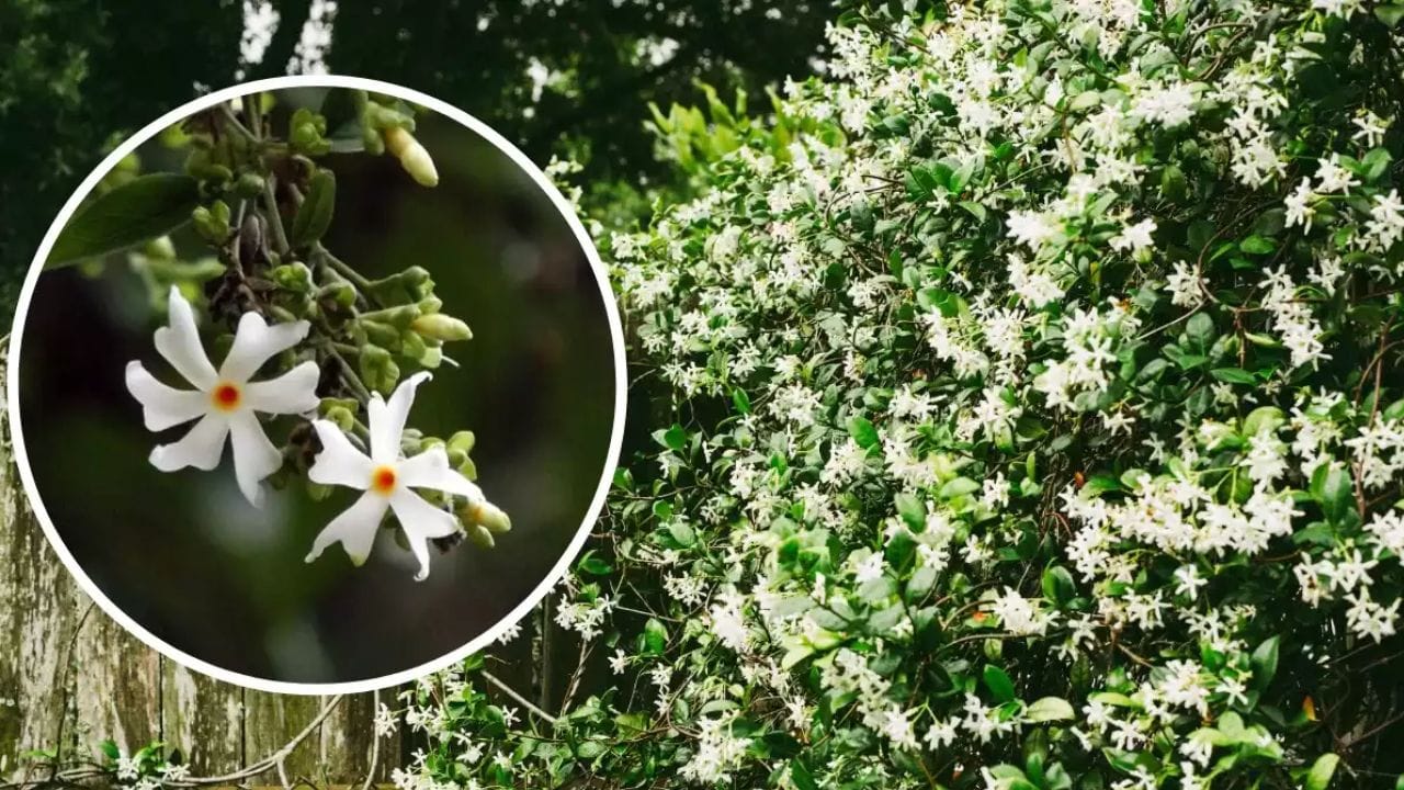 વાસ્તુ દોષથી રાહત: પારિજાત છોડ માત્ર સુંદર જ નથી પણ વાસ્તુ દોષને દૂર કરવા માટે પણ માનવામાં આવે છે. આ છોડ ઘરમાં નકારાત્મક ઉર્જા અને અશુભ પ્રભાવોને ઘટાડે છે. તેને લગાવવાથી સ્વચ્છ, શાંતિપૂર્ણ અને સકારાત્મક વાતાવરણ બને છે.